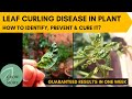 Leaf Curling Disease in Chili Pepper, Capsicum & Tomato Plants | How to Identify, Prevent & Cure it?
