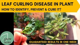 Leaf Curling Disease in Chili Pepper, Capsicum & Tomato Plants | How to Identify, Prevent & Cure it?