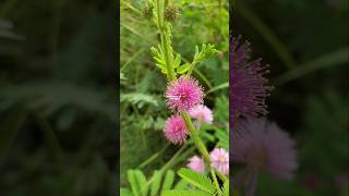 Download lagu SHY PUTRI PLANT ‼️ Mimosa pudica #shyputri #mimosapudica #shyputribonsai mp3 Download lagu SHY PUTRI PLANT ‼️ Mimosa pudica #shyputri #mimosapudica #shyputribonsai mp3