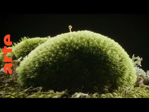 Sa Majesté les mousses | Documentaire | ARTE