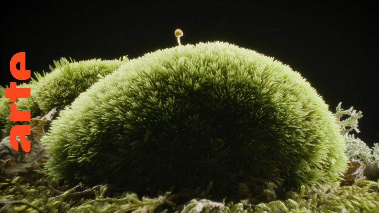 Miniature de la vidéo Sa Majesté les mousses | Documentaire | ARTE du film Sa Majesté les mousses