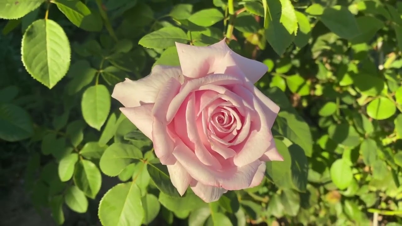 Роза Фредерик Мистраль цветёт без остановки! 💚❤️🧡