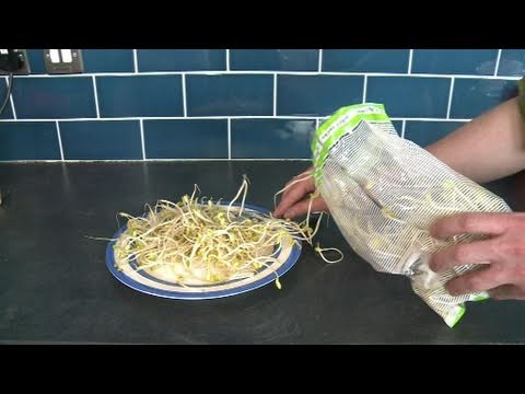 comment nettoyer germes soja