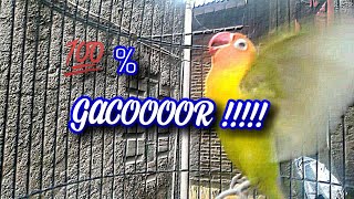 Download lagu Lovebird Suara Mesin diesel Joss Pokoke Buat Masteran!!!! mp3