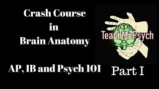 Brain Anatomy for Psych 101, AP Psych and IB Psych (Part I)