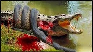 Most Amazing Wild Animals Attacks #4   Giant Anaco