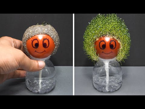 Amazing idea - Growing Chia Seeds On Tomato - Time Lapse - 40 Days