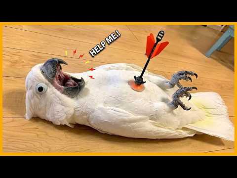 Overdramatic Parrots Who Deserve an Oscar 2026 😂 Funny Parrot Videos