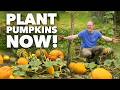 No-Dig Pumpkins - Step by Step Guide With Cardboard & Compost