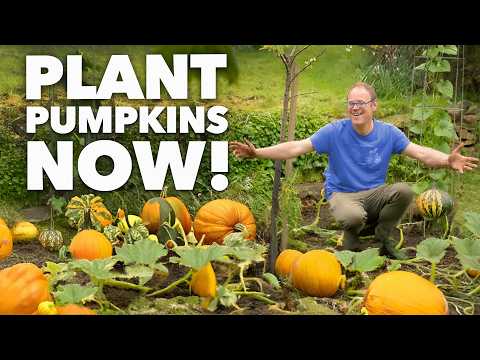 No-Dig Pumpkins - Step by Step Guide With Cardboard & Compost