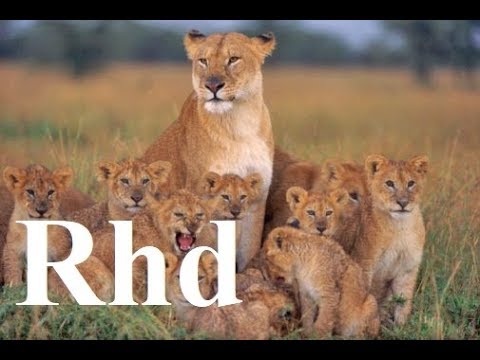 Lions pride, Nature, Strike Force!  (Part 5 ) 2018 HD Documentary.