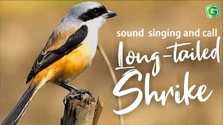 Download lagu Nyanyian, Suara, Panggilan, Kicauan, Melodi Burung Shrike Ekor Panjang mp3
