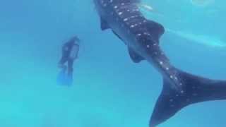 preview picture of video 'Whale Sharks Cebu, 4/2014'