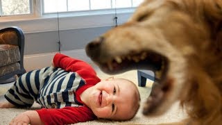Cute Dog Trying to Talk to Baby Compilation NEW