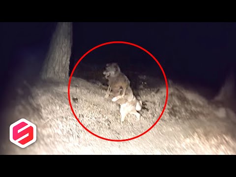 REKAMAN MENGERIKAN, ini 30 Momen Penampakan Makhluk Misterius yang Terekam Kamera!
