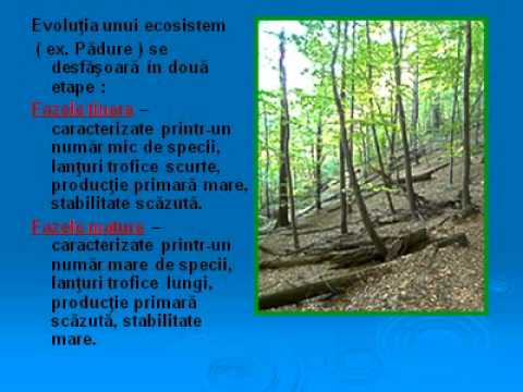 condiloame masculine pe organele genitale