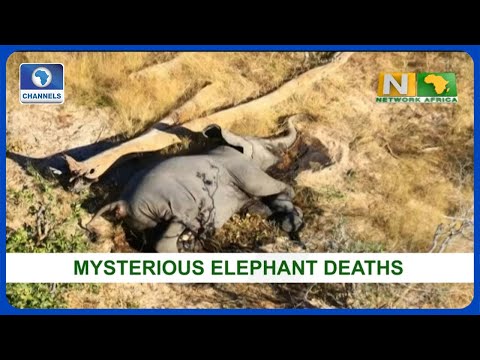 Network Africa | 03/07/2020