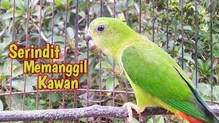 Download lagu Suara khas alam liar Serindit Memanggil Mencari kawan mp3