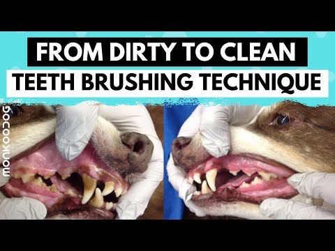 YouTube video about: Can I get my 14 year old dog's teeth cleaned?