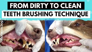 How to clean your Dog