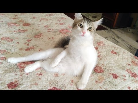 Beautiful Cat😻😺Akhi Vlog's