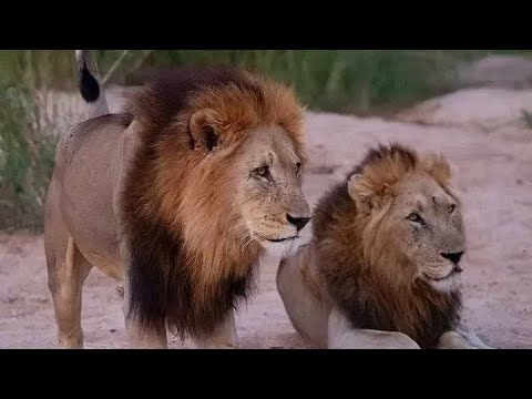 The death of one of the Styx Pride cubs at the hands of 5 new males in Sabi Sand today ( New )