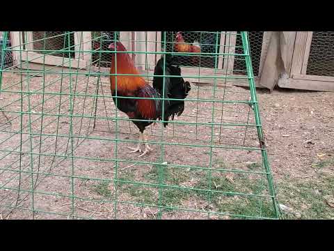 bluface/sweater 1/16 asil