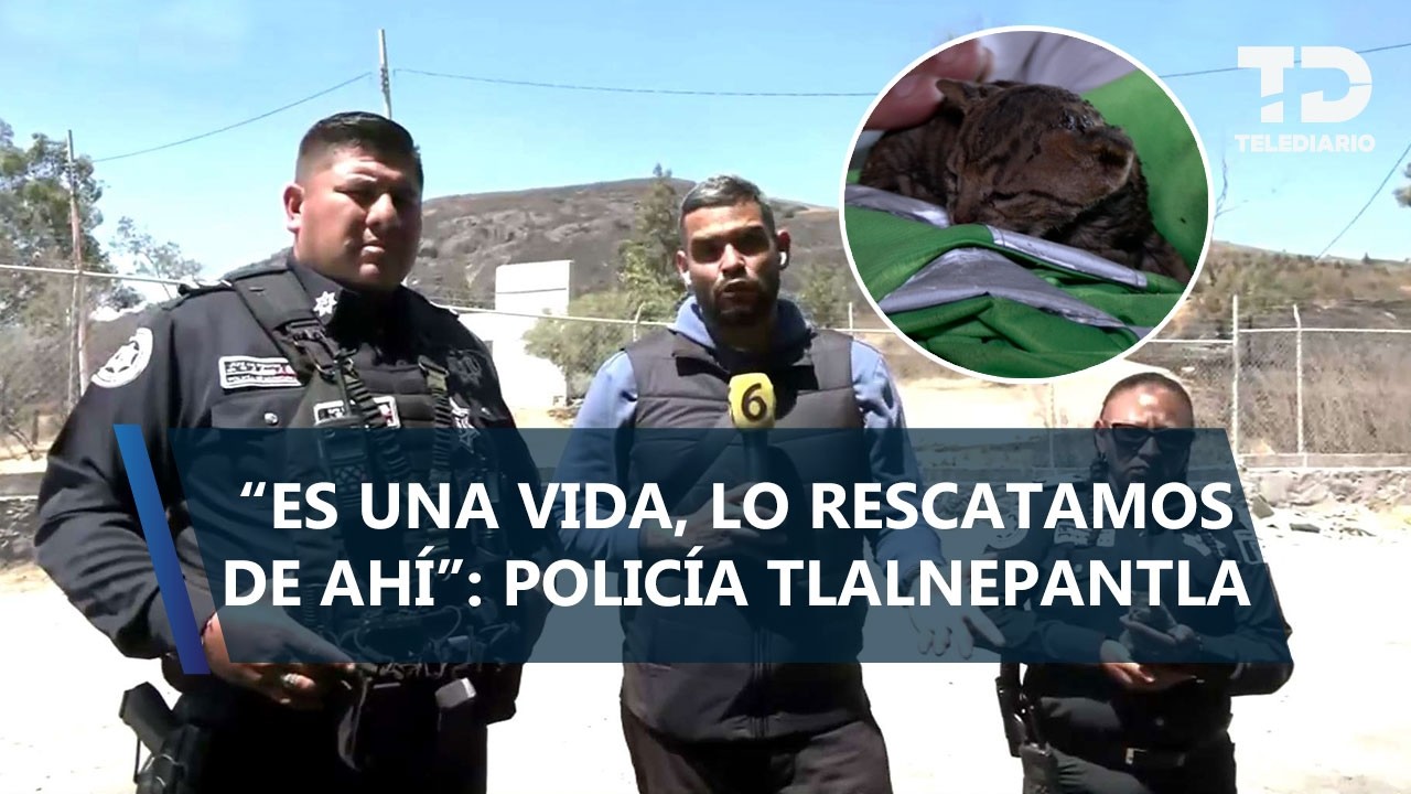 Entre las llamas: así fue el rescate de un ocelote en incendio en Cerro Cola de Caballo, Edomex