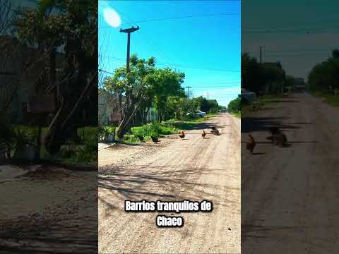 🐓 Gallinas caminando libres en un barrio tranquilo de Resistencia 🇦🇷