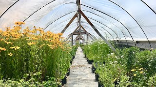 Let's put in Natural Water Purifying Systems of ponds