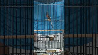 Download lagu Burung robin magpie petarung, siap untuk kompetisi.... #magpie robin #breeding #video #birds mp3 Download lagu Burung robin magpie petarung, siap untuk kompetisi.... #magpie robin #breeding #video #birds mp3
