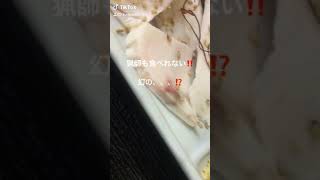 猟師も食べれない‼️野生の幻の。。。。⁉️信州★松本★諏訪★伊那★肉刺し自慢‼️焼肉宿★平家の里