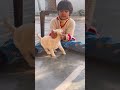 Bond With Dog 🫶 Shorts Explore