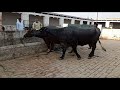 28kg Milk Top Class Pure Nili Breed Buffalo Rana Waqas Black Gold Dairy Farm