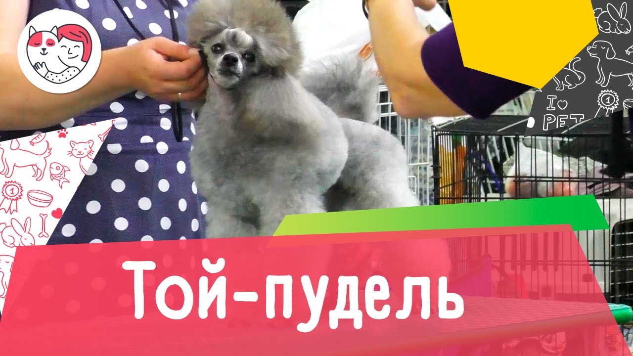 Той-пудель. Особенности. Уход