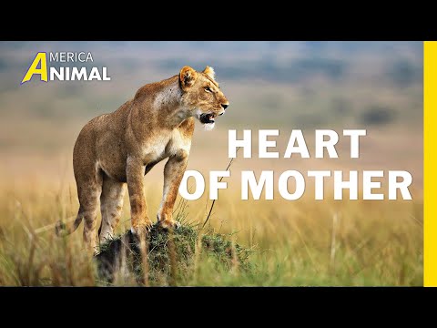 The Incredible Journey of the Lion Queen | Lion Dynasty | Wild Animal Documentary