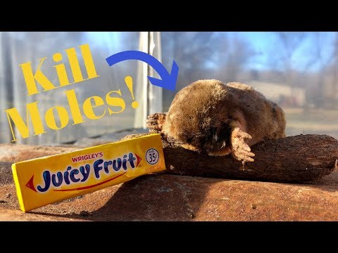 YouTube video about: How do you kill moles with marshmallows?