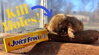 How to Kill Moles for .35 CENTS! Juicy Fruit Gum Really Does Kill Moles!