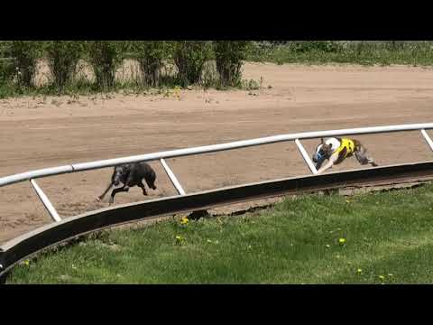 Simo, Rane ja Juice 350 m 31.5.2020