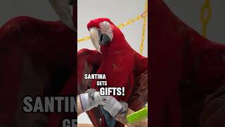 Santina Green Winged Macaw Gets Gifts!