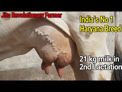 👍National Record -21Kg Milk  - 5 Star Haryana Breed Cow -of LUVAS University, Haryana.👍