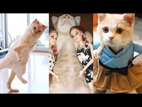 Try Not To Laugh - cat And dog Reaction Videos #fang qube2.3M