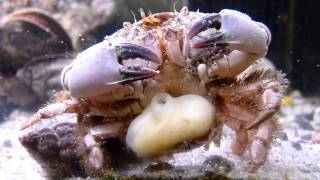 preview picture of video 'Sacculina carcini in a crab from southwest Ireland'