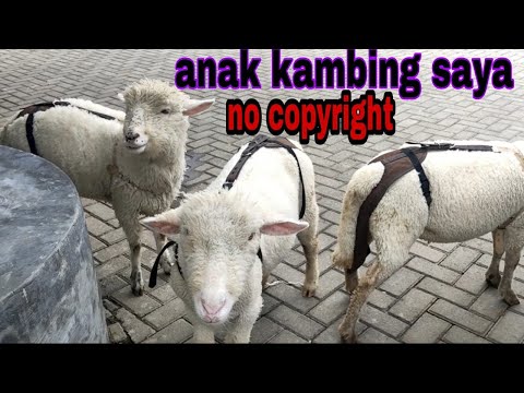 ANAK KAMBING SAYA no copyright || lagu anak anak populer