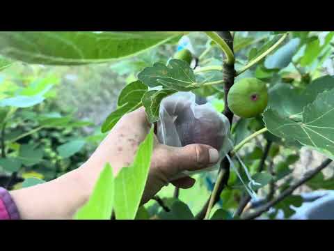 Nordland fig last final season 10/6/26