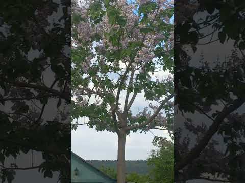 Быстро растущее дерево. Павлония