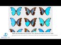 Split Sex Animals Are Unusual Yes But Not As Rare As You D Think