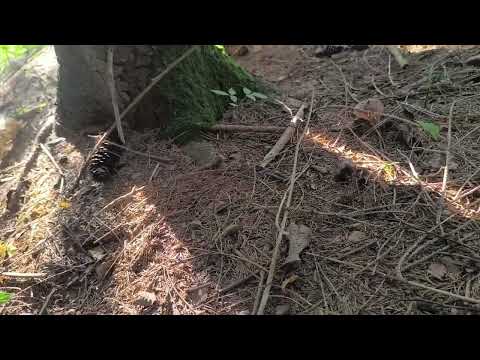 Vrganj. Potraga za gljivama. Together is the answer. ONLY TOGETHER. #gorskikotar 