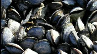 viaggi in luglio anno 1997/1998/1999/2000 in ITALIA/TURCHIA/LIBIA /ALGERIA/SAN MARINO 2 parte