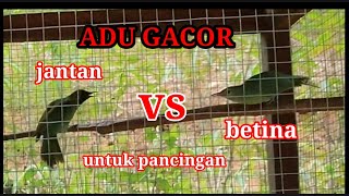 Download lagu Suara kombinasi cucak ijo mini jantan dan betina untuk pancingan mp3